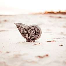 Nautilus shell on a beach. Link to Life Stage Gift Planner Over Age 65 Situations.